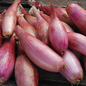 Shallot