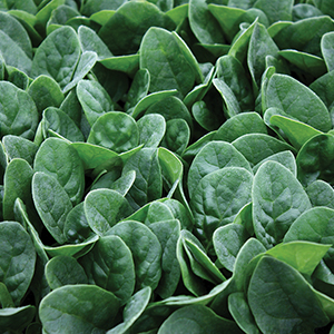Spinach