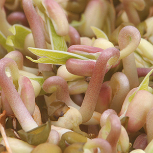 Sprouting Seed