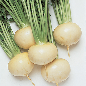Turnip