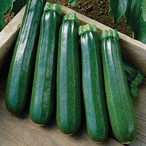 Zucchini