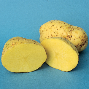 Non-GMO Plants