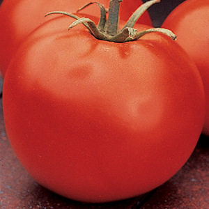 Grafted Vegetables Plants