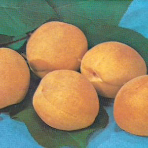 Apricot