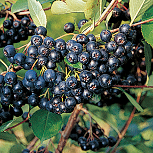 Aronia