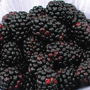 Blackberry