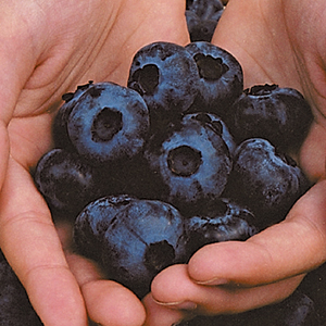 Blueberry