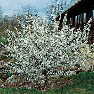 Bush Cherry