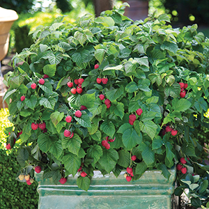 Bushel and Berry® Fruits