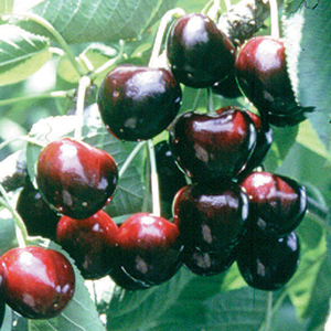 Cherry
