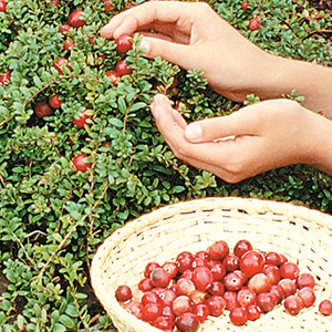 Cranberry