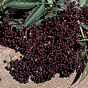 Elderberry