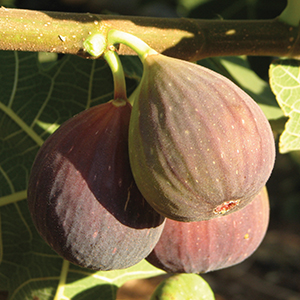 Fig