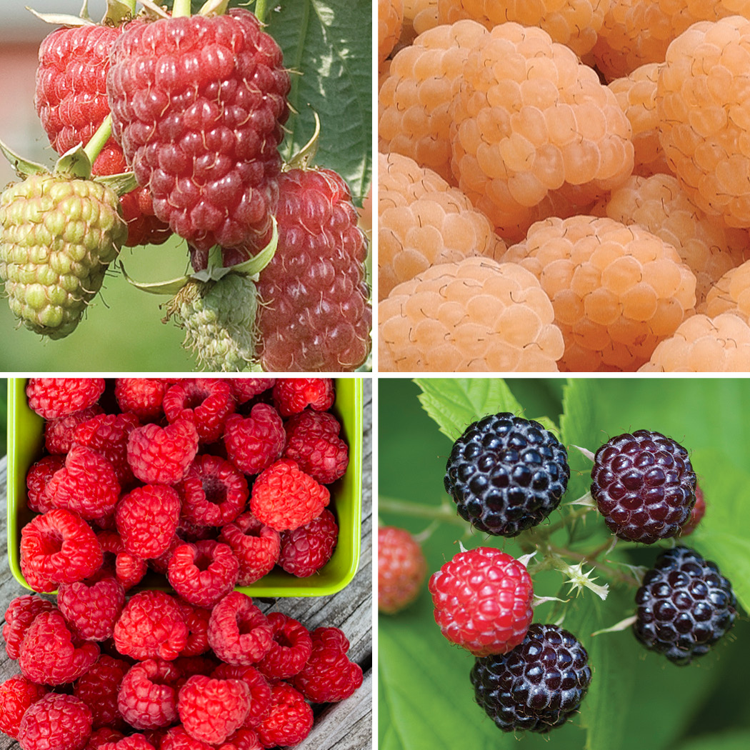 Fruit Collection