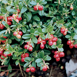 Fruiting Ground Cover