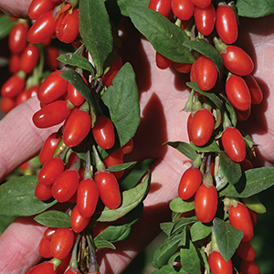 Goji Berry or Wolfberry