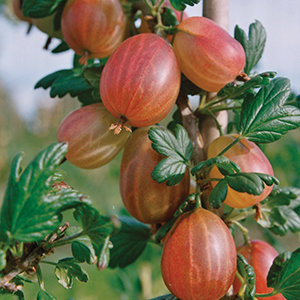 Gooseberry