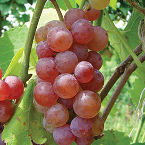 Grape