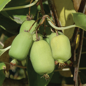 Kiwi