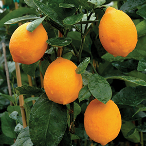 Lemon
