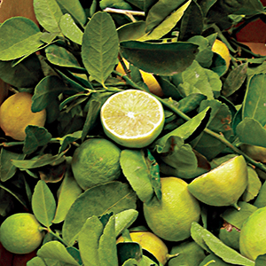 Lime Trees