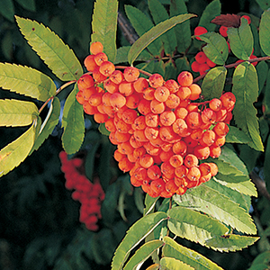 Mountain Ash