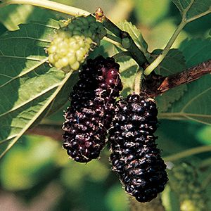 Mulberry