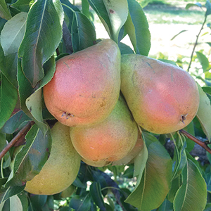 Pear