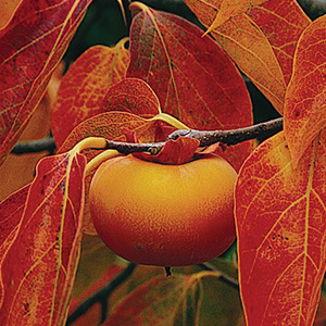 Persimmon