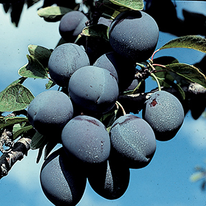 Plum