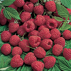 Raspberry