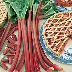 Rhubarb