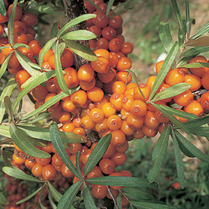 Sea Berry