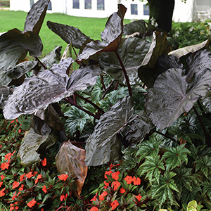 Annual Plants