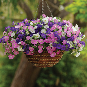Shock Wave® Petunias