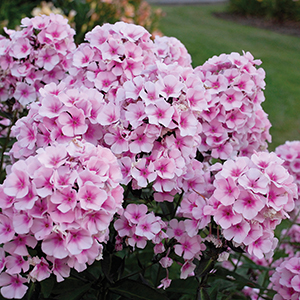 Spring Perennial Plants