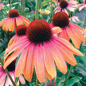 Coneflower