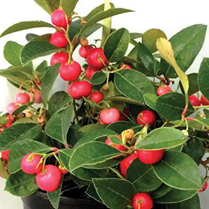 Gaultheria
