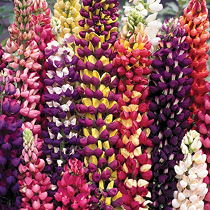 Lupine