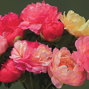Peony
