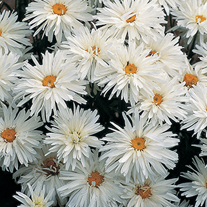 Perennial Seeds